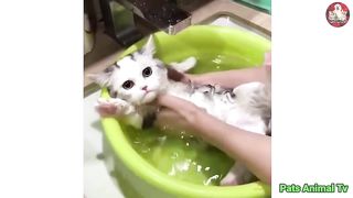 Baby Cat ❤ Cute and Funny Cat Videos Compilation #1 ||