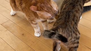 Animals funny????????????