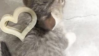 Animals funny????????????