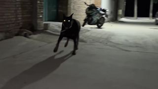 Animals funny????????????