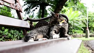 Cats Videos I Kitten Videos I Funny Cat Videos I Cute Cat Videos I Creative Common I Reuse Allowed