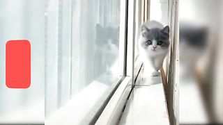 Baby Cats - Cute and Funny Cat Videos Compilation - 27 _ CuTe_AniMaLs