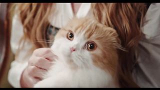 Cats - Cute cat Videos Compilation #1 | Aww Animal