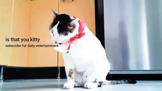 Funny cat compilation 2021 || Best cute cat videos || is that you kitty
