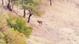 Deer hunting