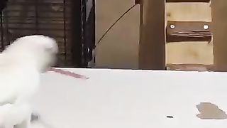 Clever bird