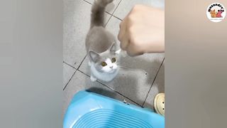 No 1 Funny Animal Compilations