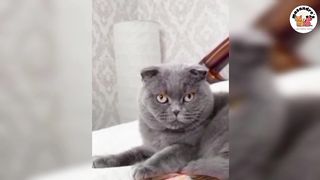 No 2 Funny Animal Compilations