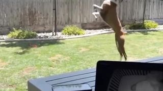 New trending funny video 2