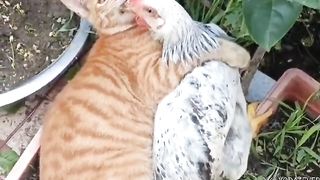 Inseparable Perfect for clawsome cuddles. ????????