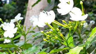 Most Beautiful Flowers Collection in 4K | Amazing Beautiful Flowers | Morning Flowers | Peaceful