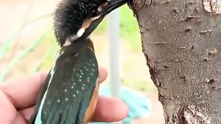 The bird is stuck.