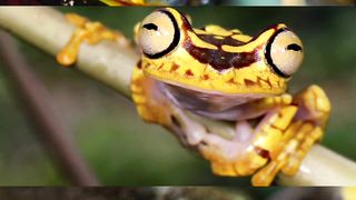 Dangerous animal Golden Poison Dart Frog in the world