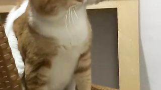two adorable cats