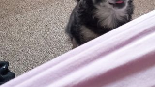 Sonya dog 4