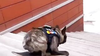 Funny Dogs dogs sketting...??