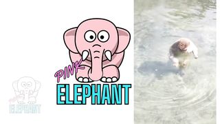PINK ELEPHANT || CUTE MONKEY