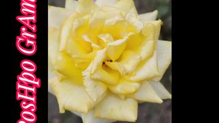 পুষ্প গ্রাম/ Flower Village/ গোলাপ গ্রাম/ Rose Village
