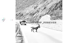 Himmat
