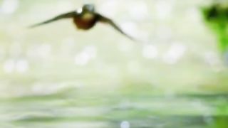 Beautiful bird hunts