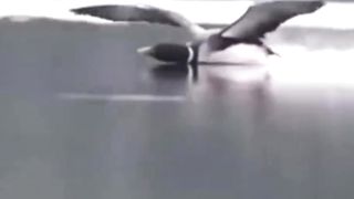 Beautiful Landing |