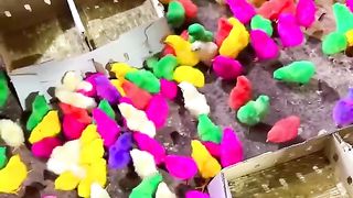 COLORFUL CHICKS MASHALLAH