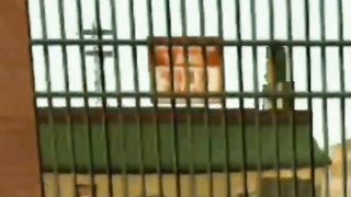 Fomos presos