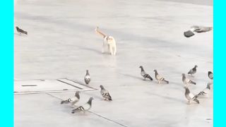 Animal Shorts #36