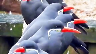 Birds heart