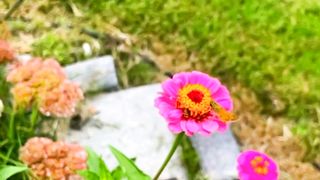 Soothing Relaxation |Deep Sleeping |Relaxing Video for Stress Relief |#ASMR #NATURE