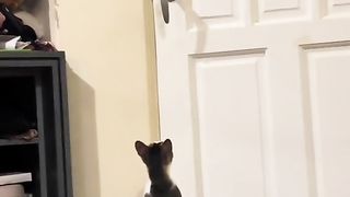 Animal Shorts #39