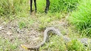 Village Boys Found Giant Snake Attack Poor Goat At The Field