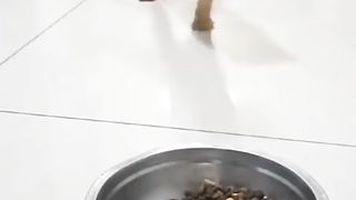 Animal Shorts #40