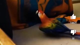 Funniest animal video 2