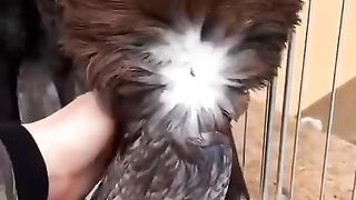 Very beautiful pigeon