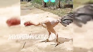 Дакан патсиз дакан