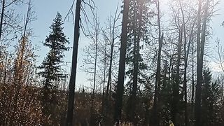 Walk in forest 2