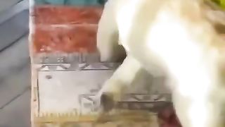 Funny | F1 Driver's Wild Encounter with a Doggone Situation | FunFM
