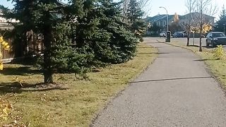 Morning walk 4