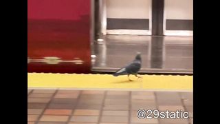 Funny | When a Pigeon Hops Aboard the Red Line at Alewife | FunFM