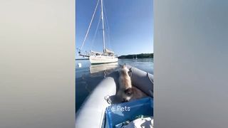 Funniest Animals 2023 || Best Cats and Dogs Videos  Part 1