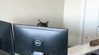 Funny Animals dogs and cats