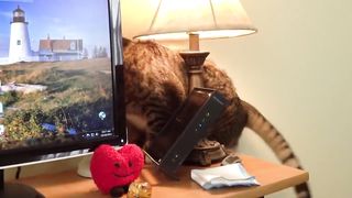 Melhor vídeo de gatos engraçados