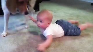 Baby vs beagle????