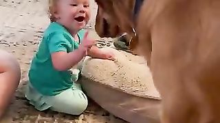Cooper the golden gently meets
