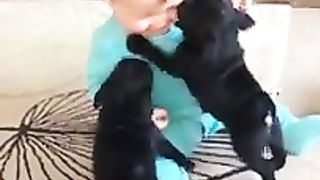 Cute baby laughig AT pug puppies????????????