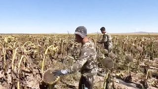 Sunflower Cuttings, Most Satisfying video