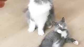 New_Funny_Videos_2022_????_Cutest_Cats_and_Dogs_