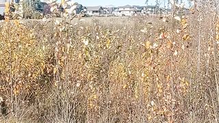 Walk in nature 5