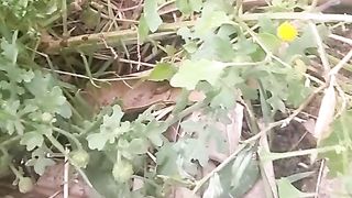 Animal lovers